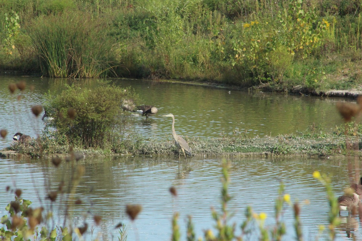 Great Blue Heron - ML642077957
