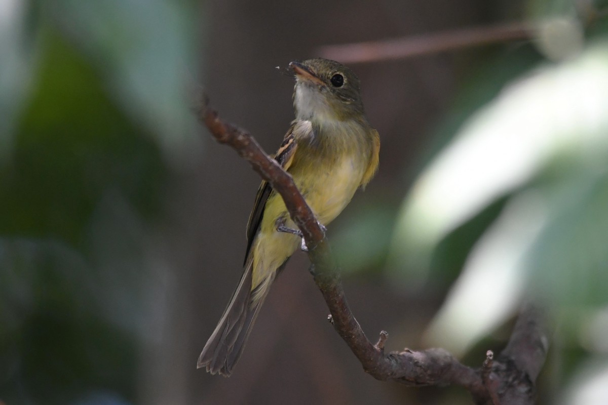 Acadian Flycatcher - ML642077965