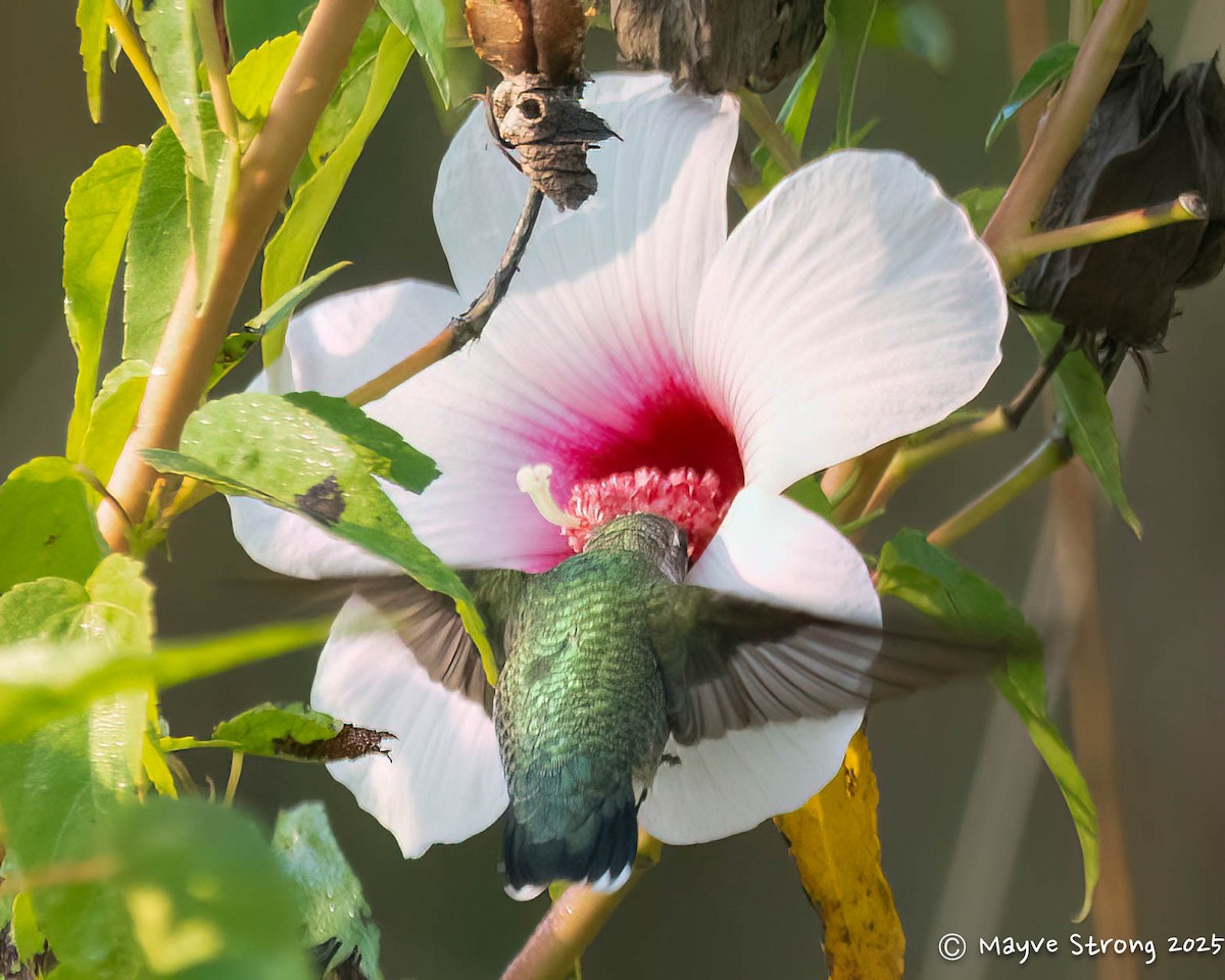 Colibrí Gorjirrubí - ML642077971