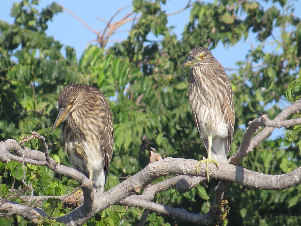 Black-crowned Night Heron - ML642077980