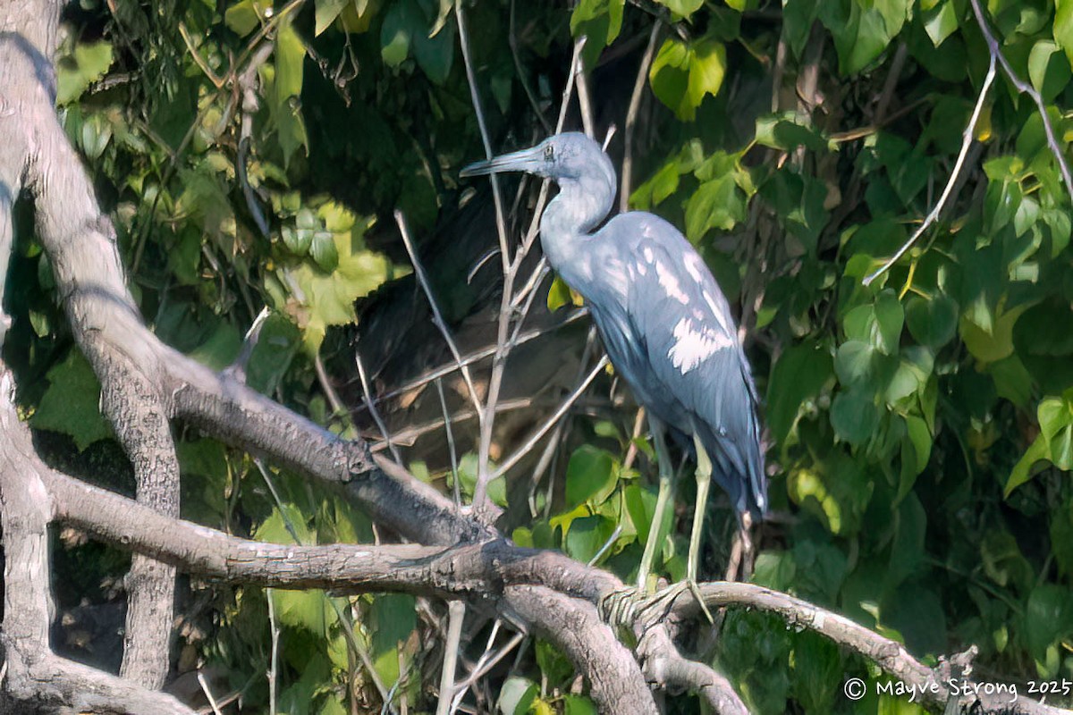 Little Blue Heron - ML642077981