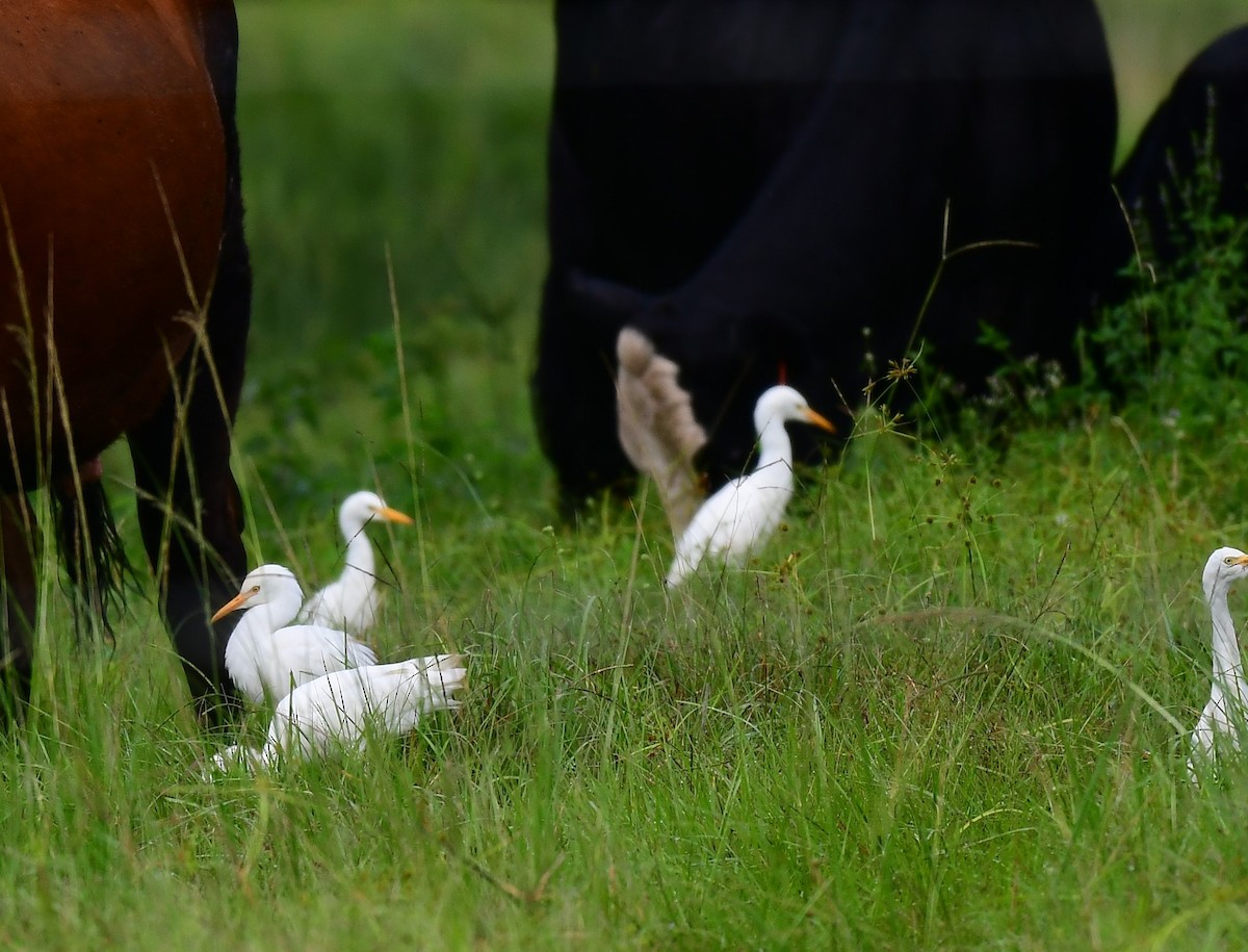 Western Cattle-Egret - ML642077986