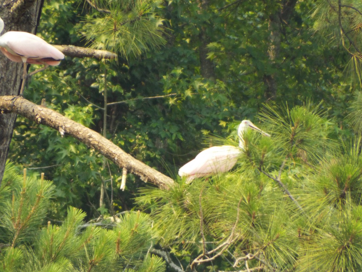 Roseate Spoonbill - ML642077988