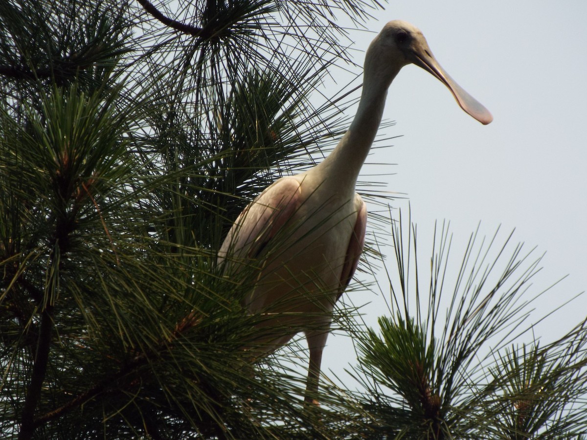 Roseate Spoonbill - ML642077989