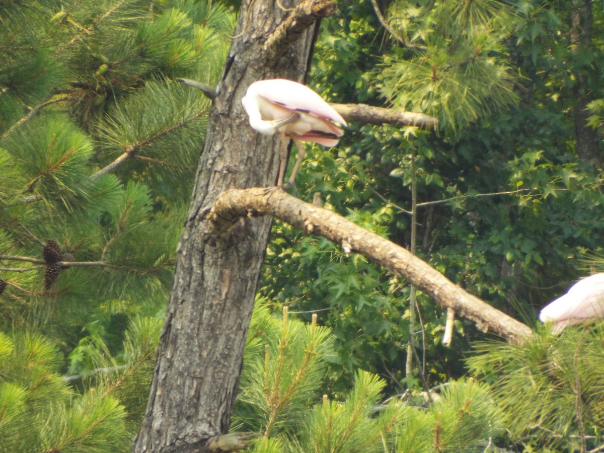 Roseate Spoonbill - ML642077990
