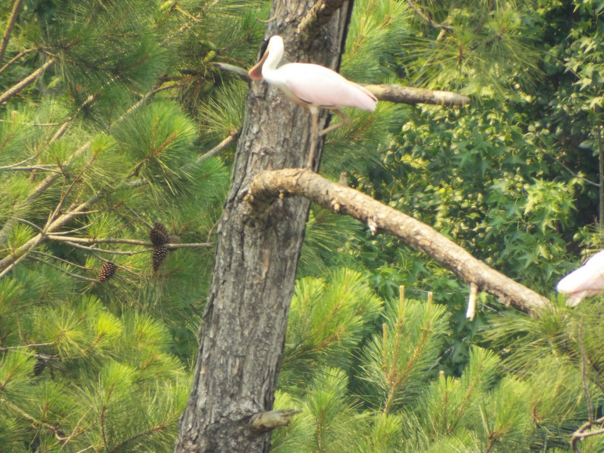 Roseate Spoonbill - ML642077991