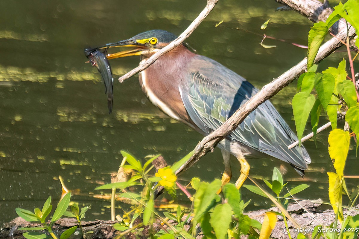 Green Heron - ML642077993