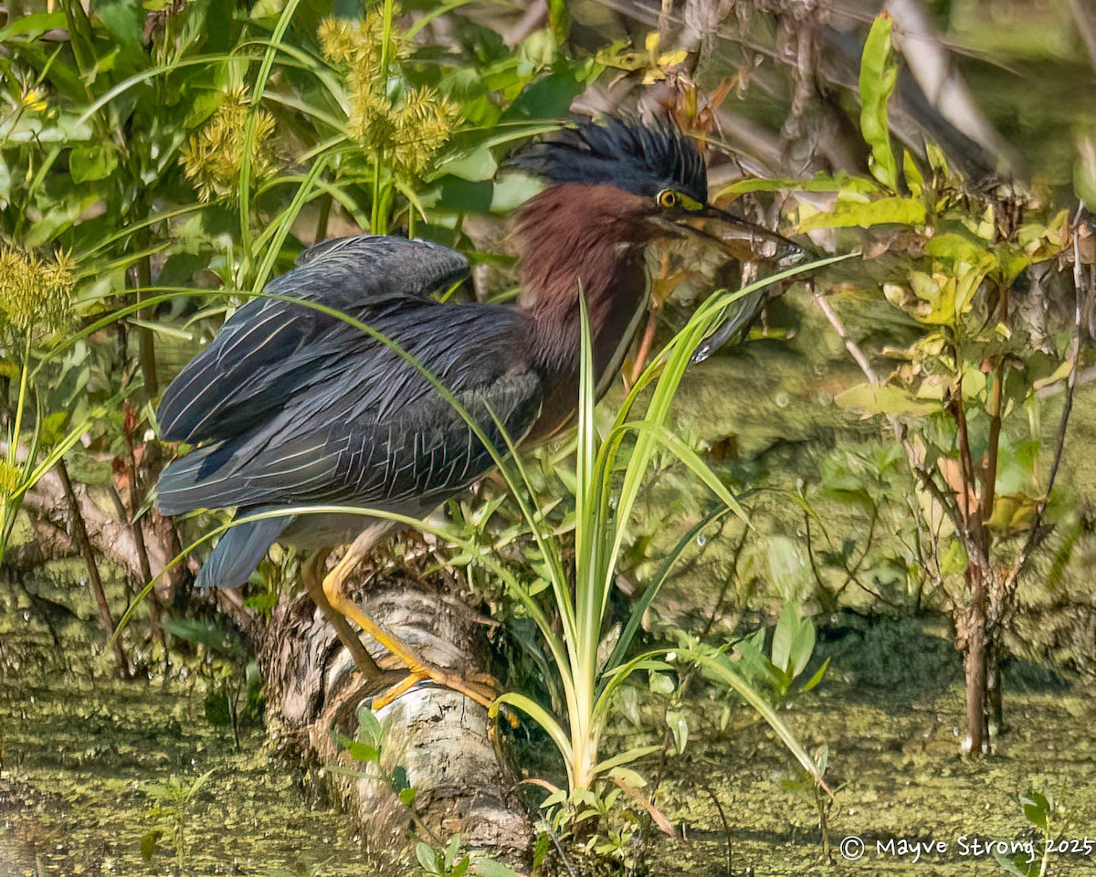 Green Heron - ML642077994