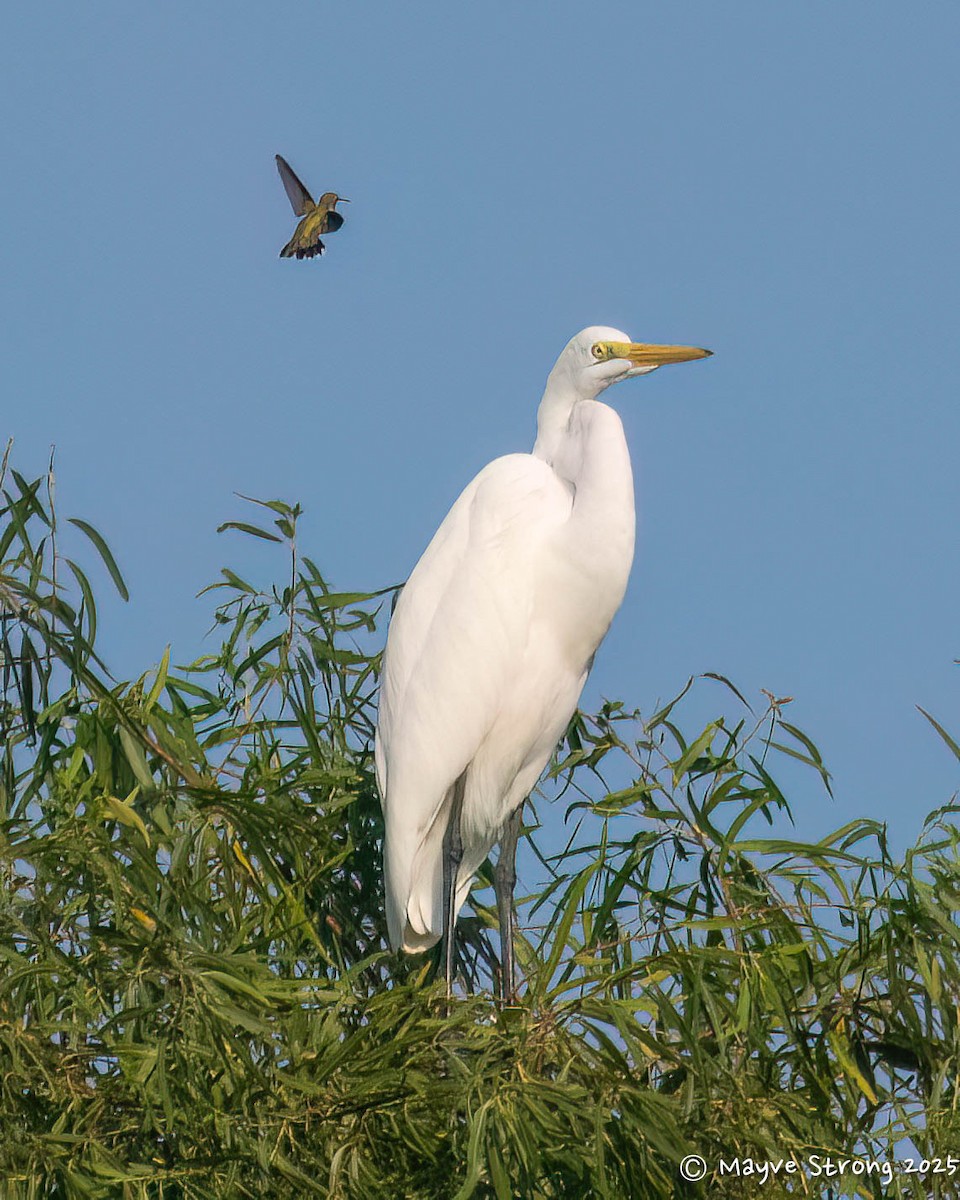 Great Egret - ML642077997