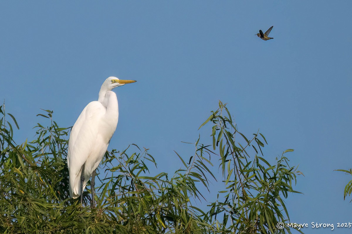 Great Egret - ML642077998