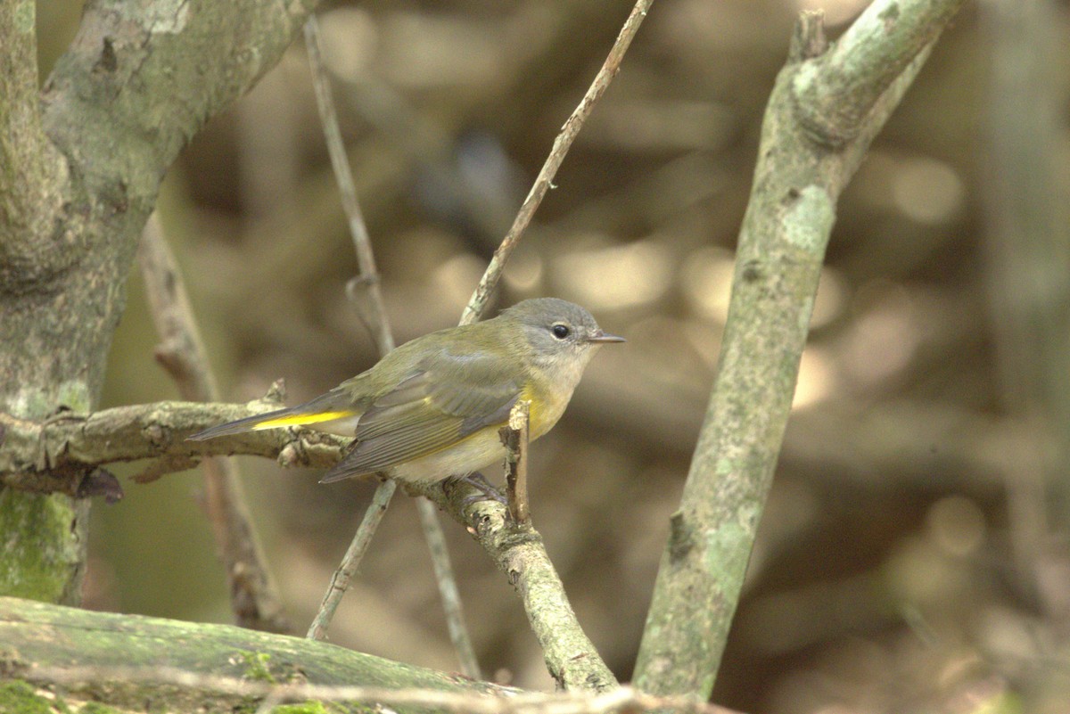 American Redstart - ML642078004