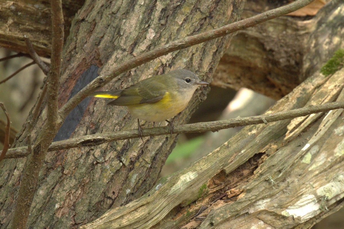 American Redstart - ML642078005