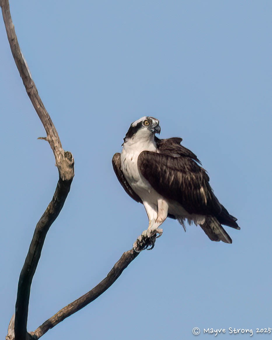Osprey - ML642078007