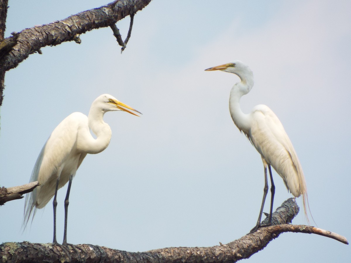 Great Egret - ML642078009