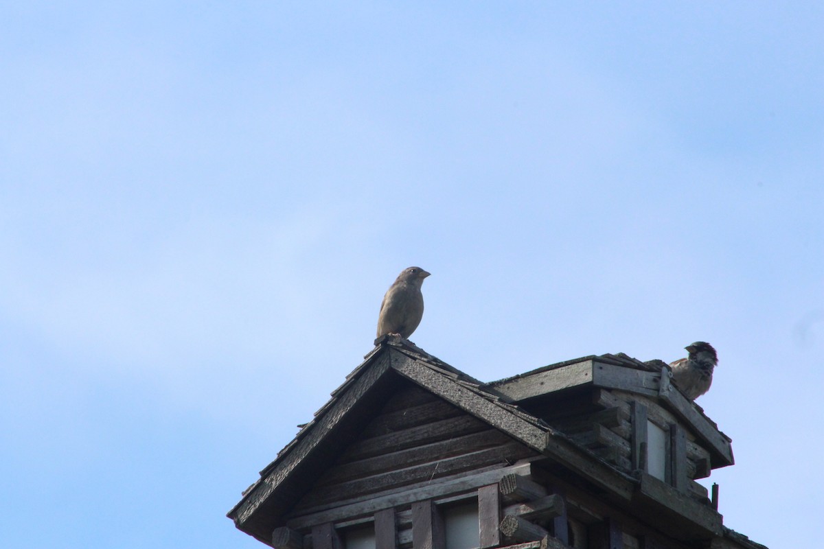 House Sparrow - ML642078011