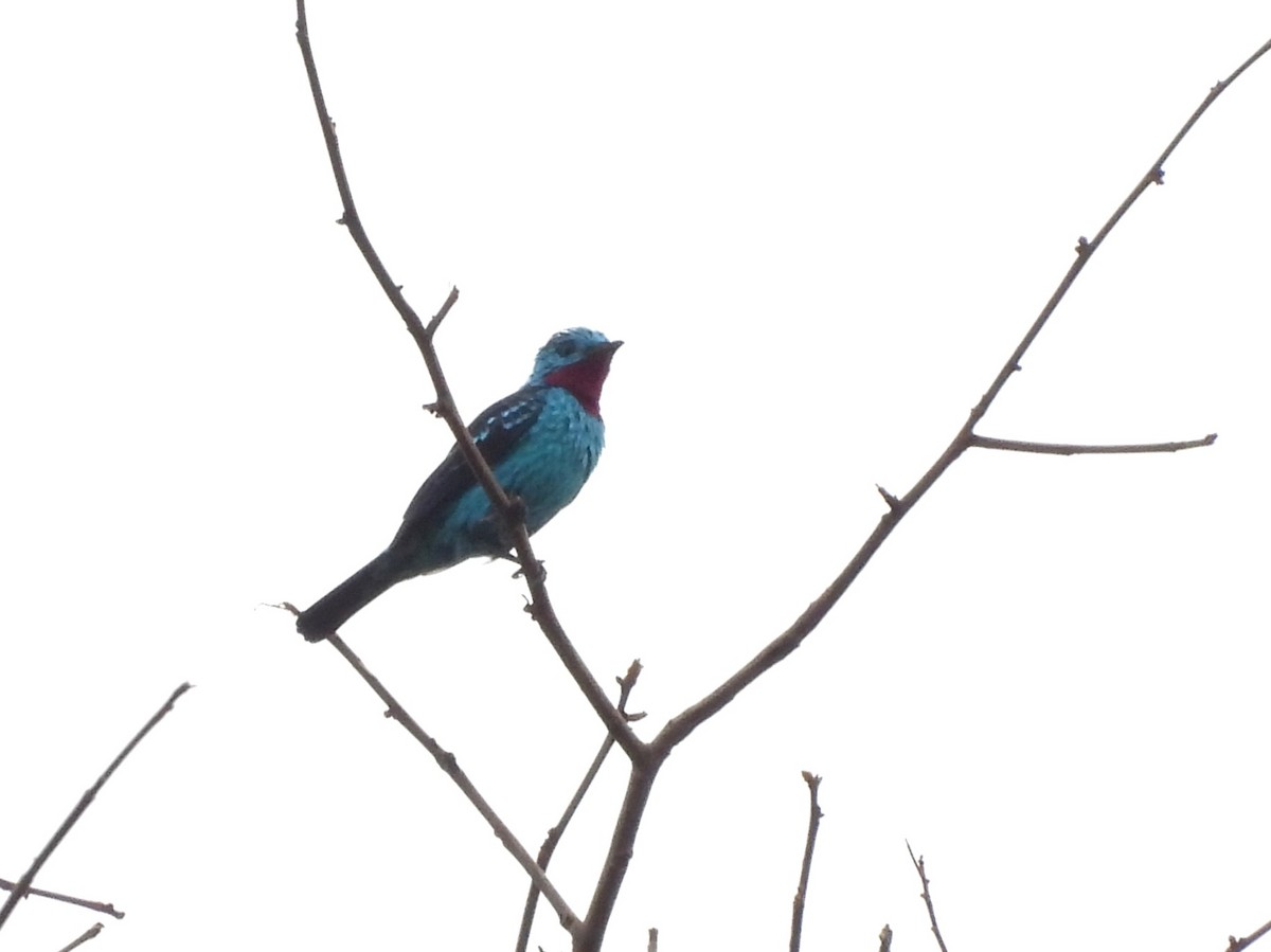 Spangled Cotinga - ML642078022
