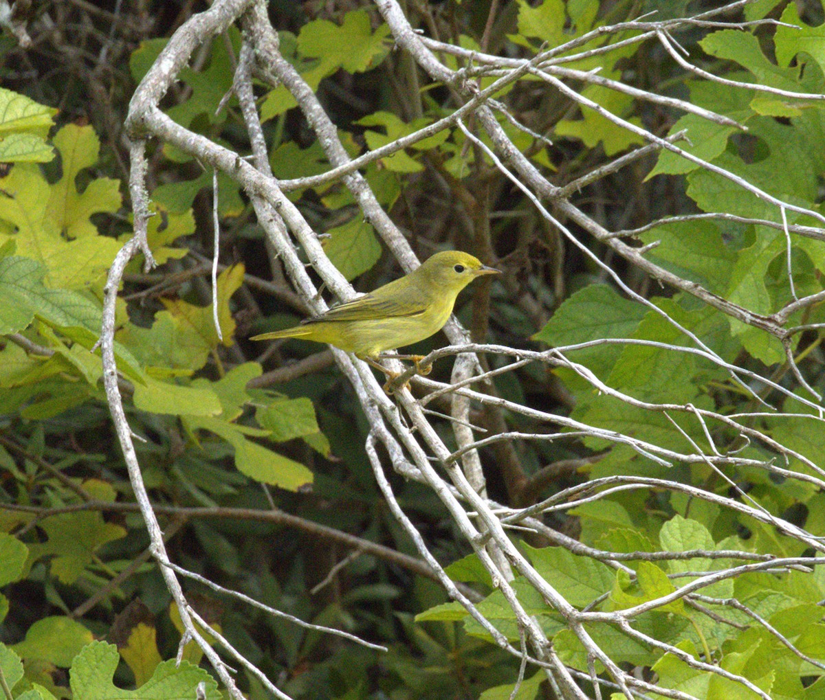 Yellow Warbler - ML642078028
