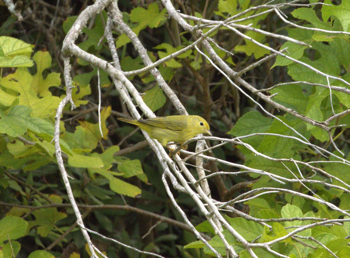 Yellow Warbler - ML642078029