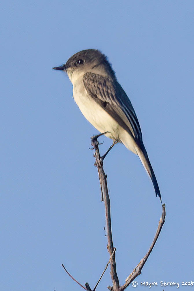 Eastern Phoebe - ML642078030