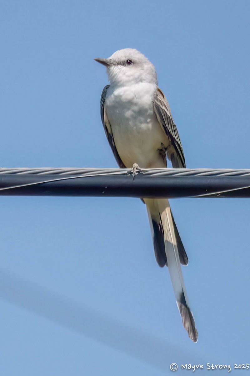 Scissor-tailed Flycatcher - ML642078032