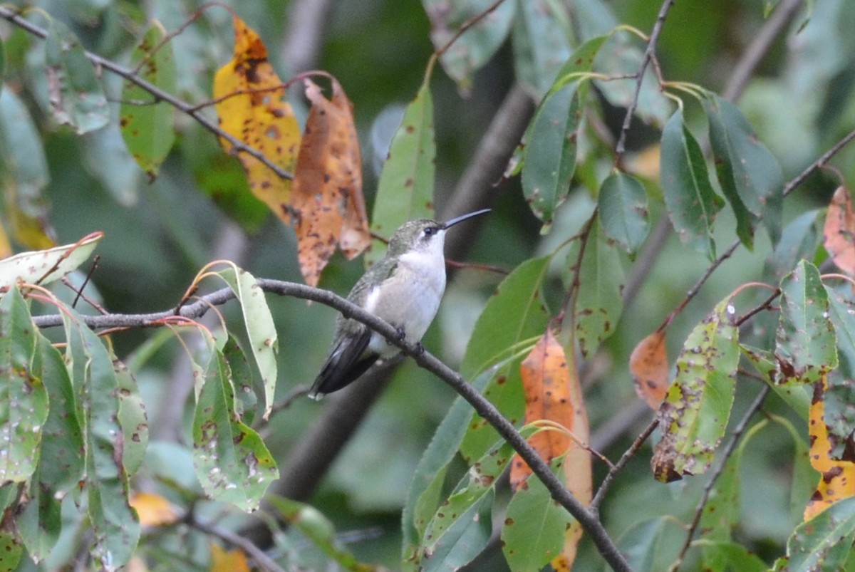 Colibrí Gorjirrubí - ML642078036