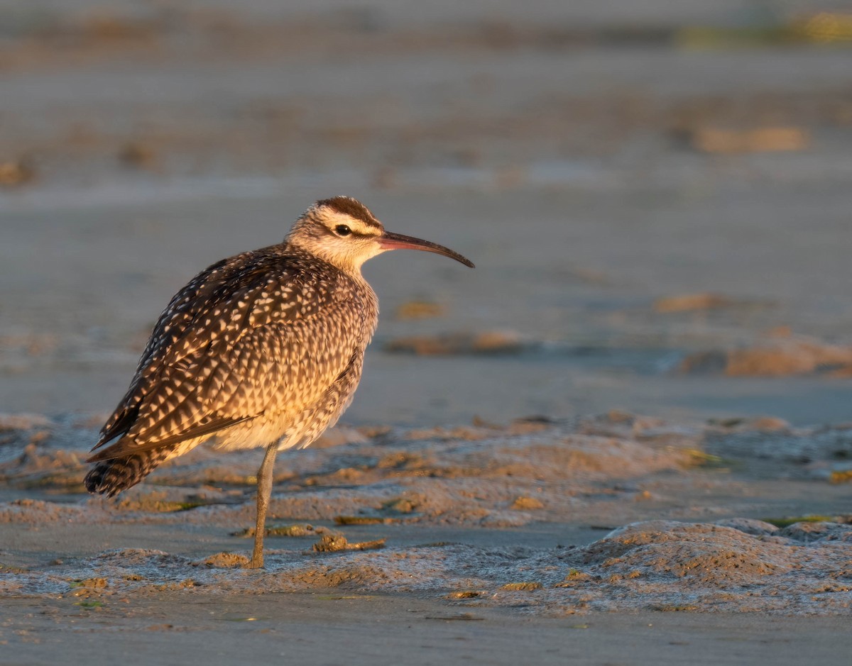 Whimbrel - ML642078037