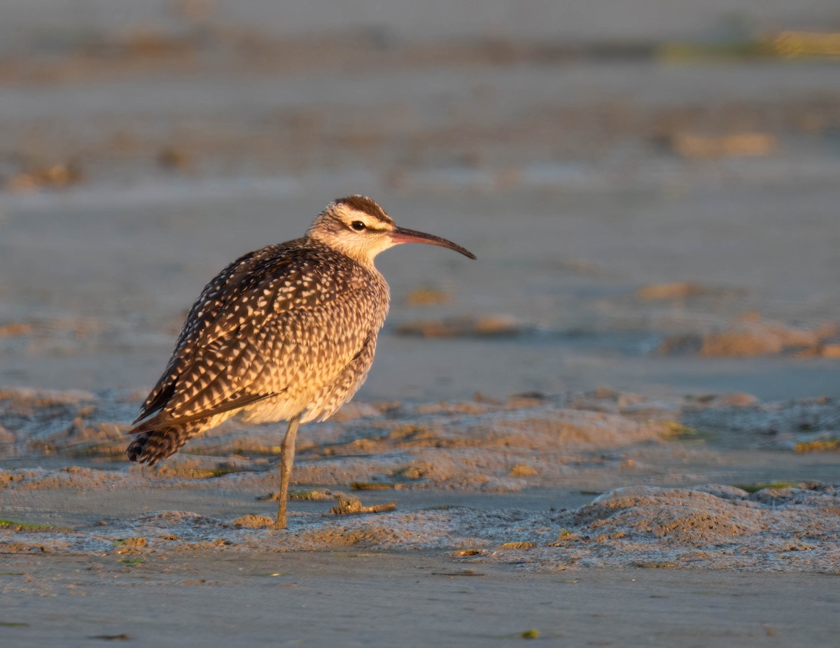 Whimbrel - ML642078043