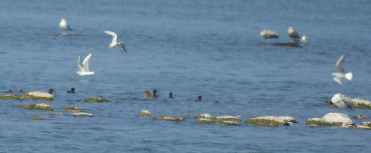 Bonaparte's Gull - Dave Milsom