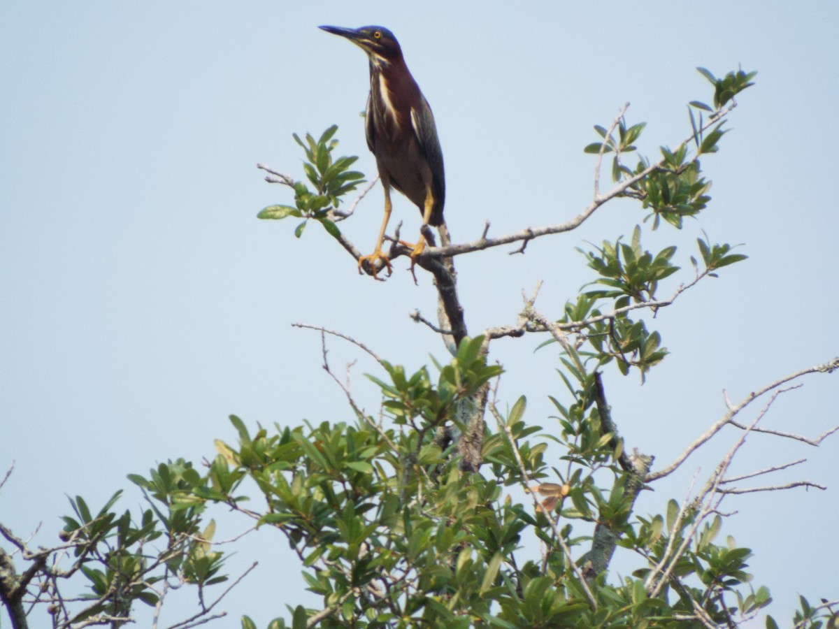Green Heron - ML642078046