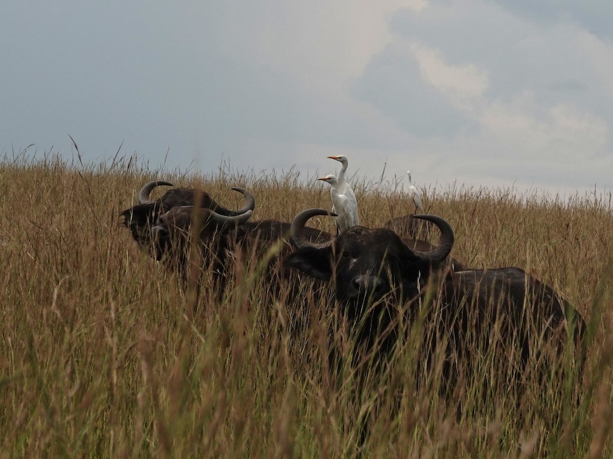 Western Cattle-Egret - ML642078058
