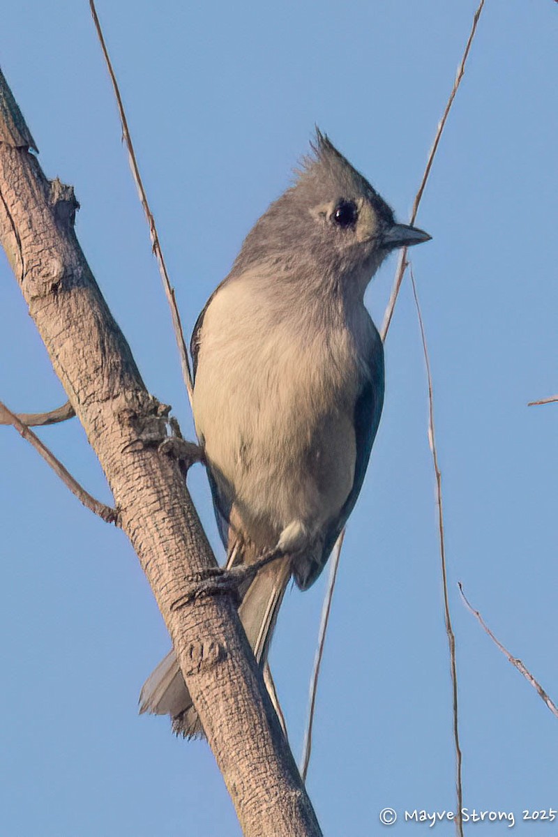 Tufted Titmouse - ML642078060