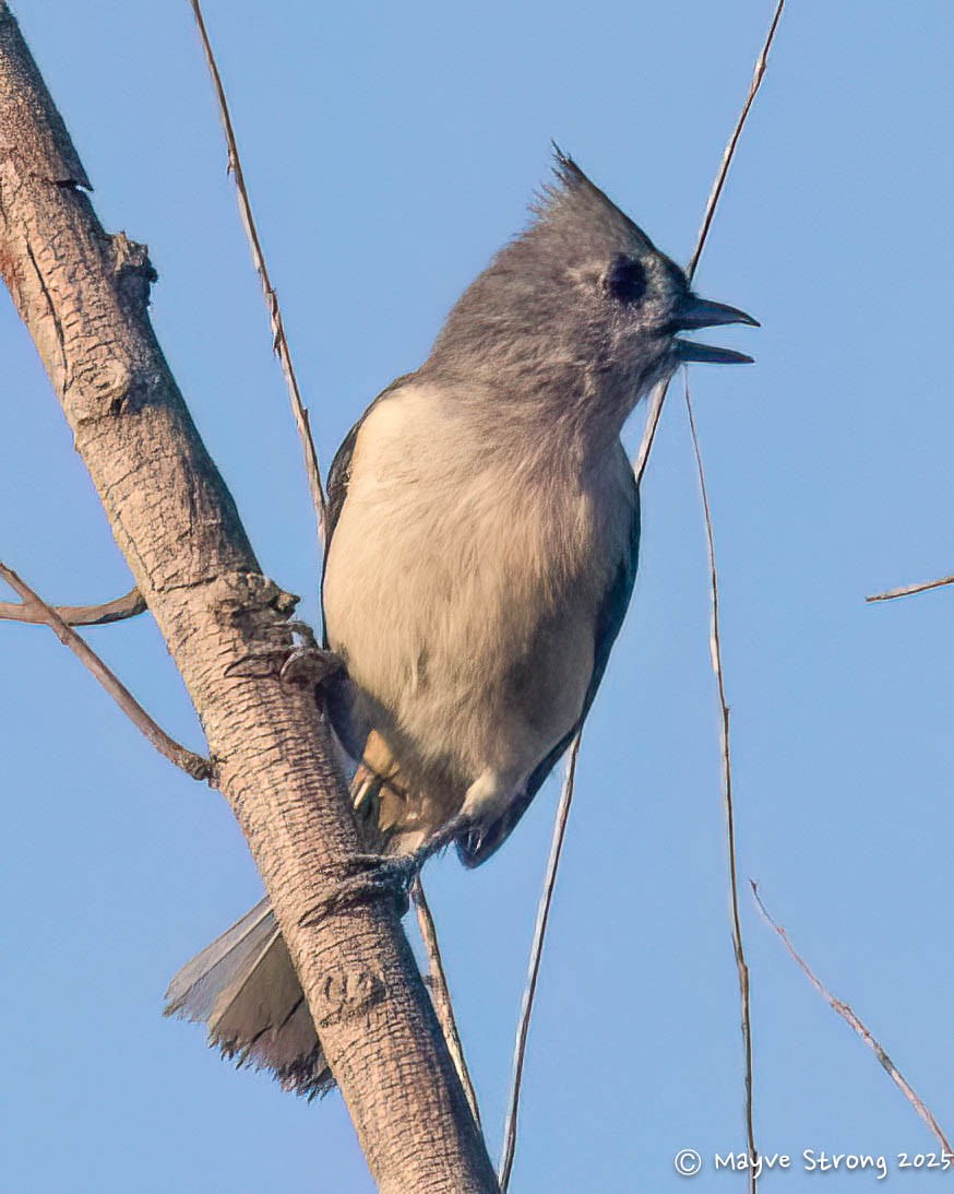 Tufted Titmouse - ML642078061