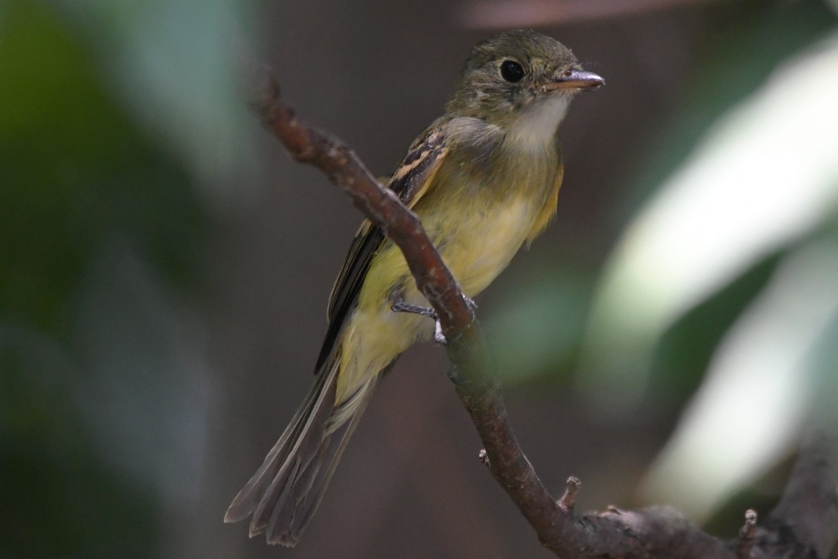 Acadian Flycatcher - ML642078075
