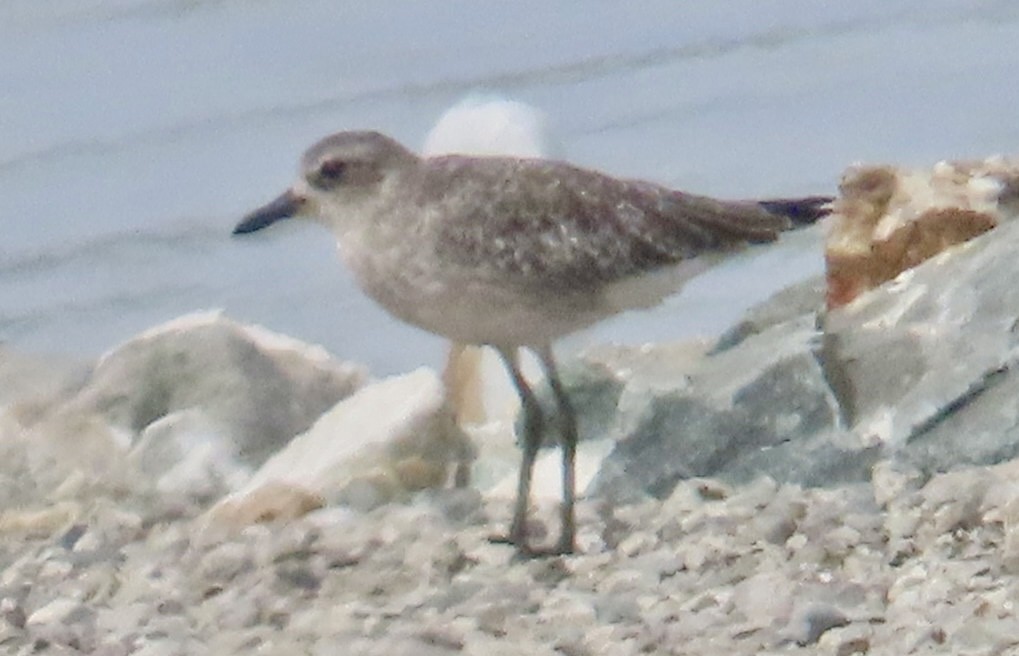 Txirri grisa - ML642078078