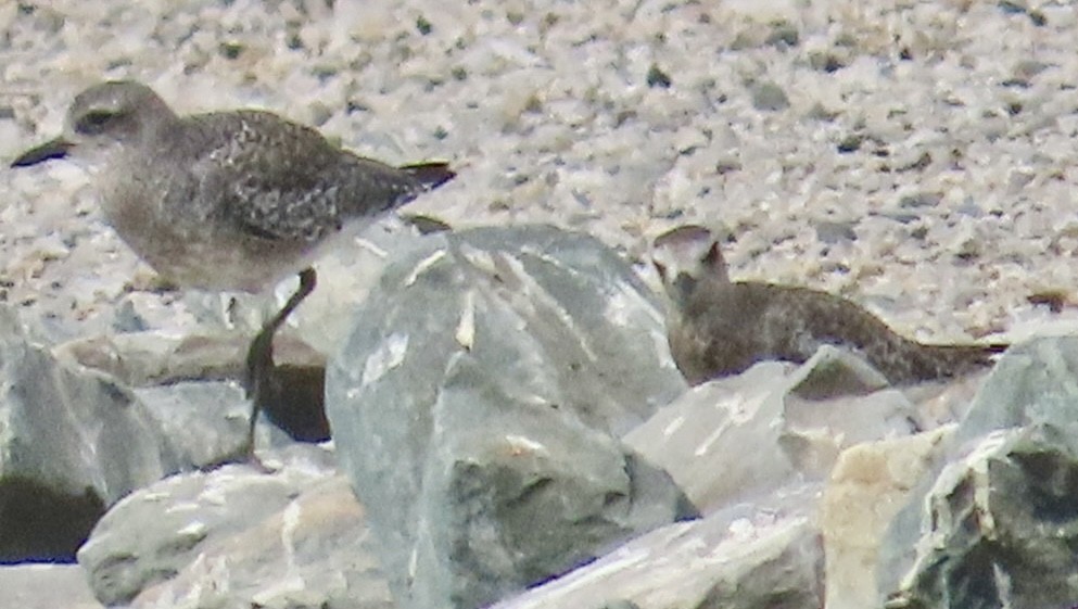 Txirri grisa - ML642078079