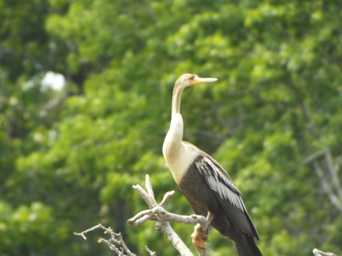 Anhinga - ML642078124