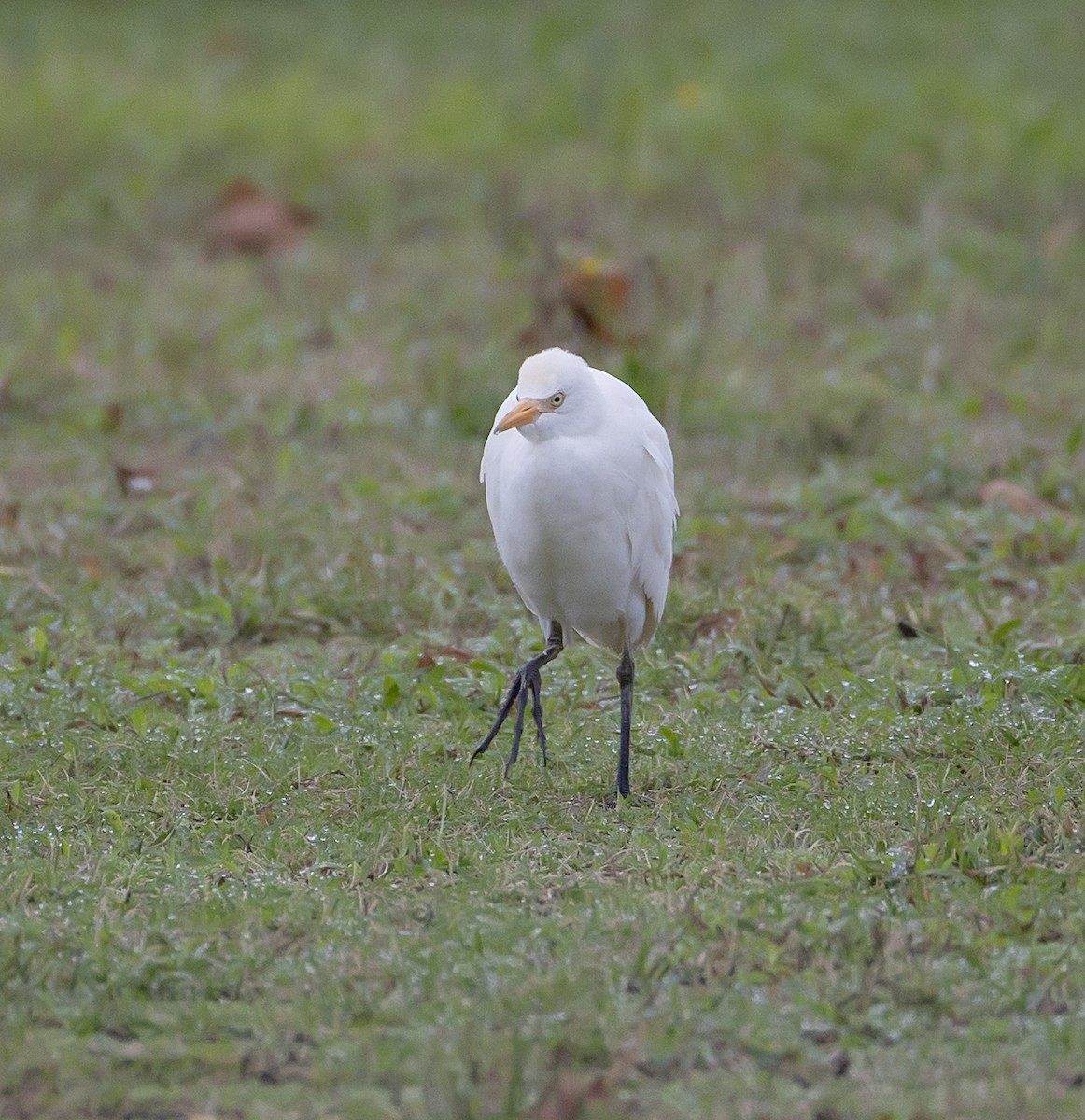 Western Cattle-Egret - ML642078131