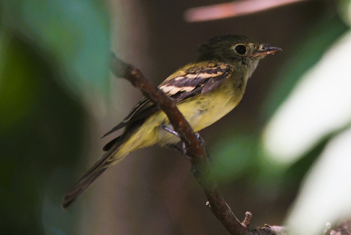 Acadian Flycatcher - ML642078133