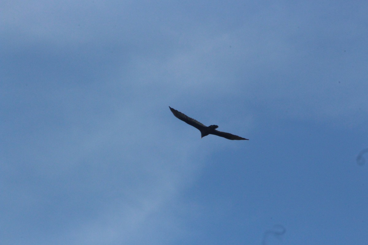 Turkey Vulture - ML642078134