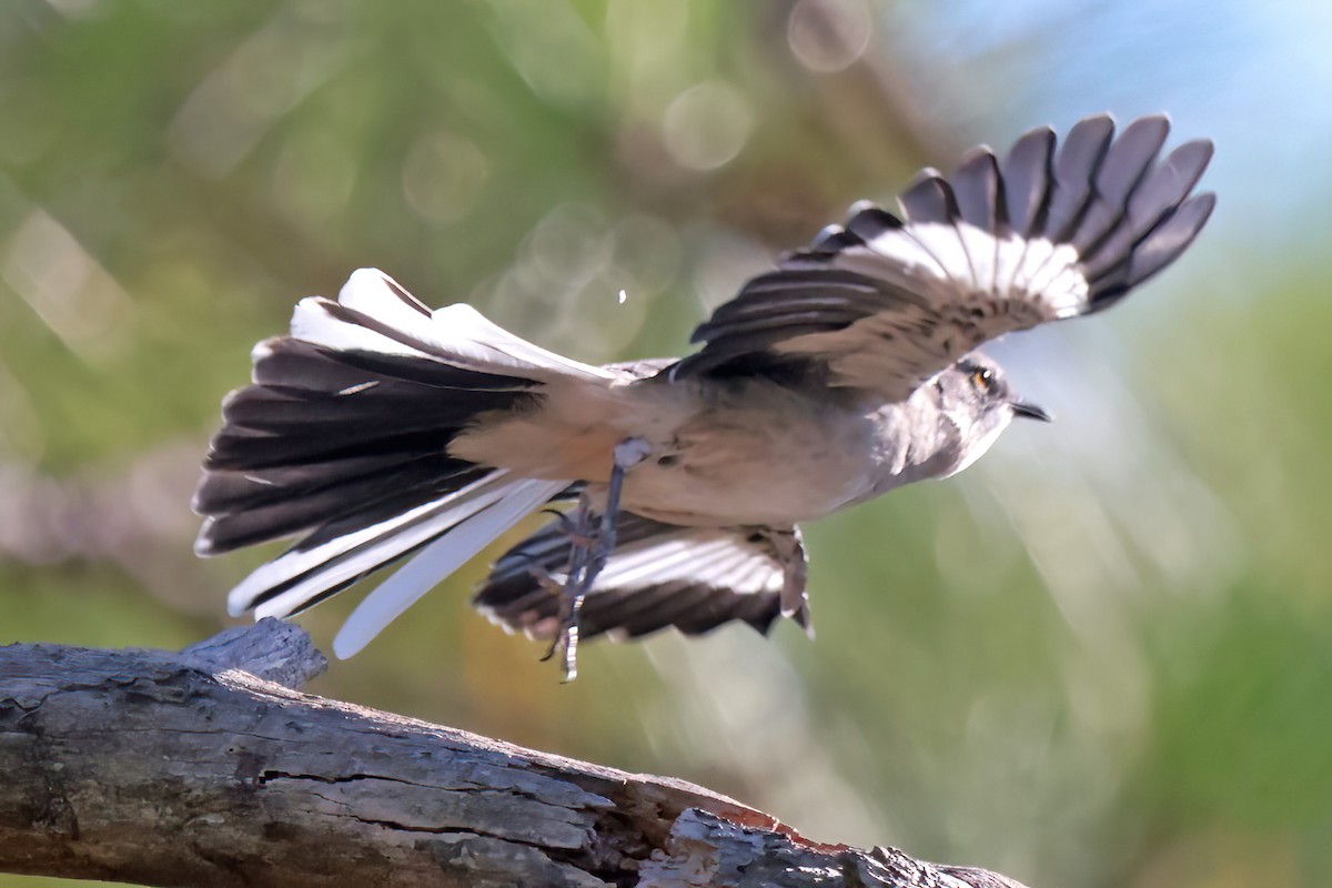 Northern Mockingbird - ML642078135