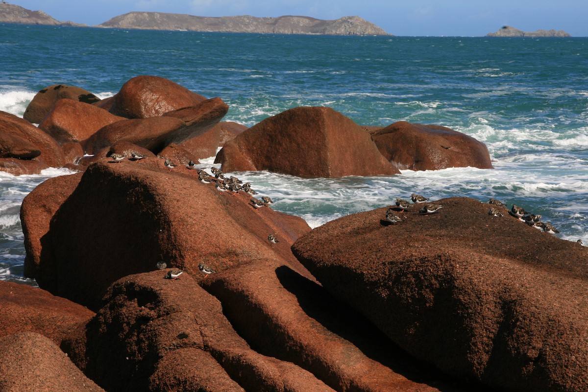 Harri-iraulari arrunta - ML642078137