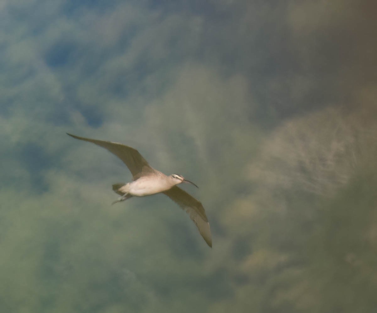 Whimbrel - ML642078143