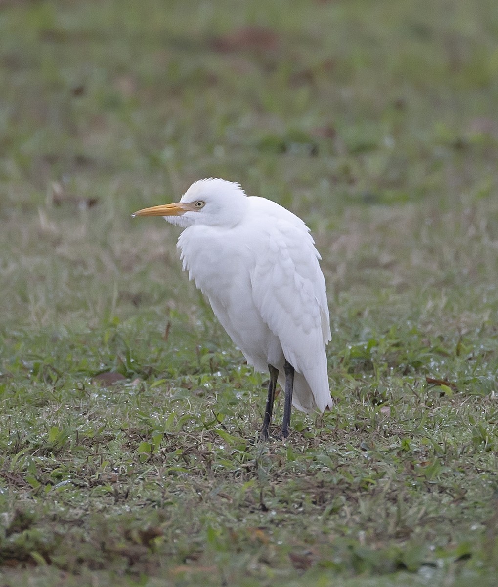 Western Cattle-Egret - ML642078151