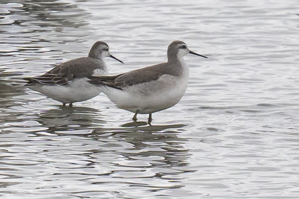 Wilson's Phalarope - ML642078154