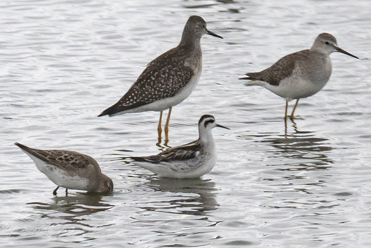 Red-necked Phalarope - ML642078157