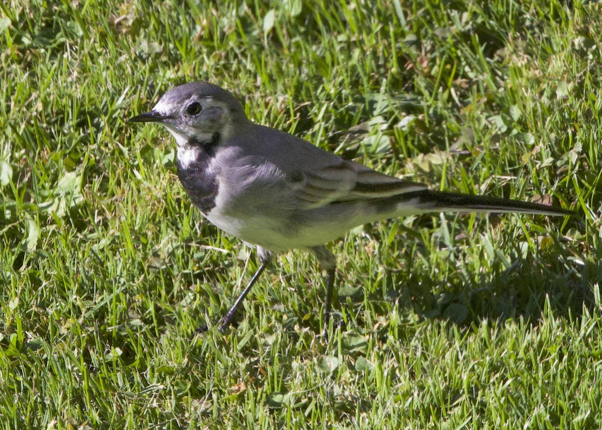 White Wagtail - ML642078161