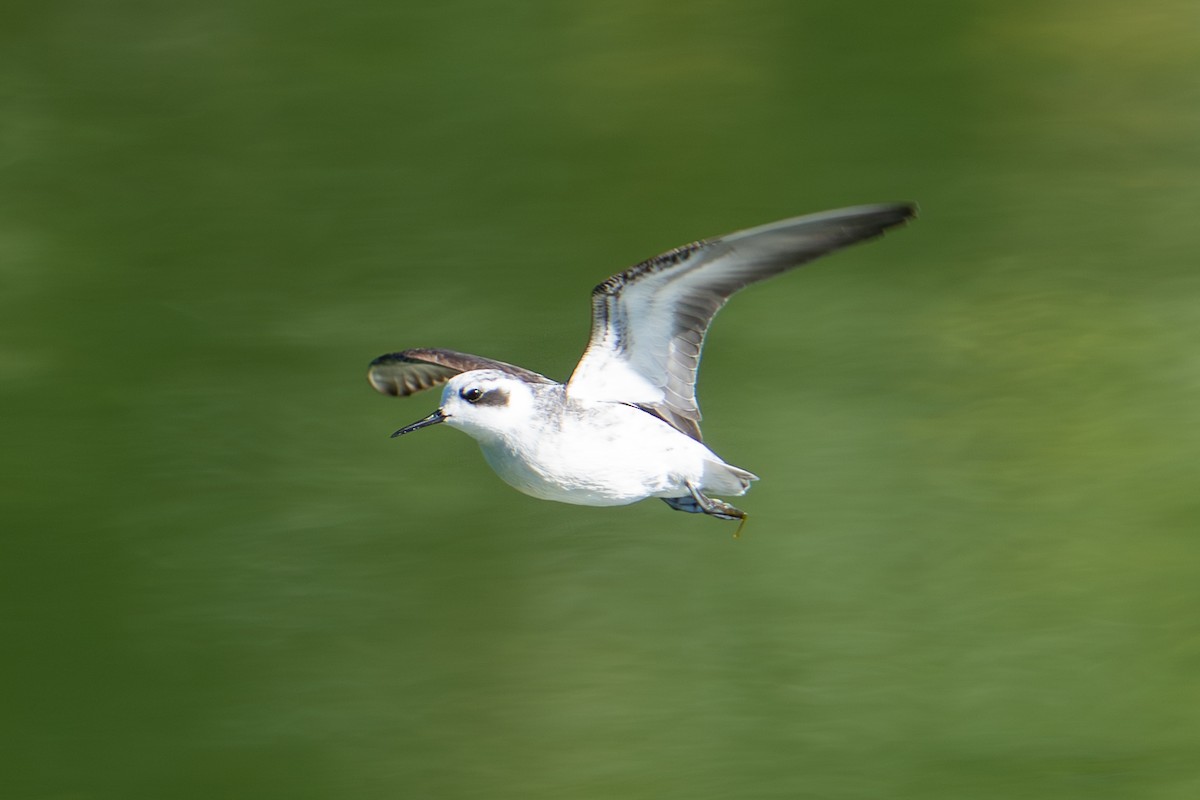 Red-necked Phalarope - ML642078166