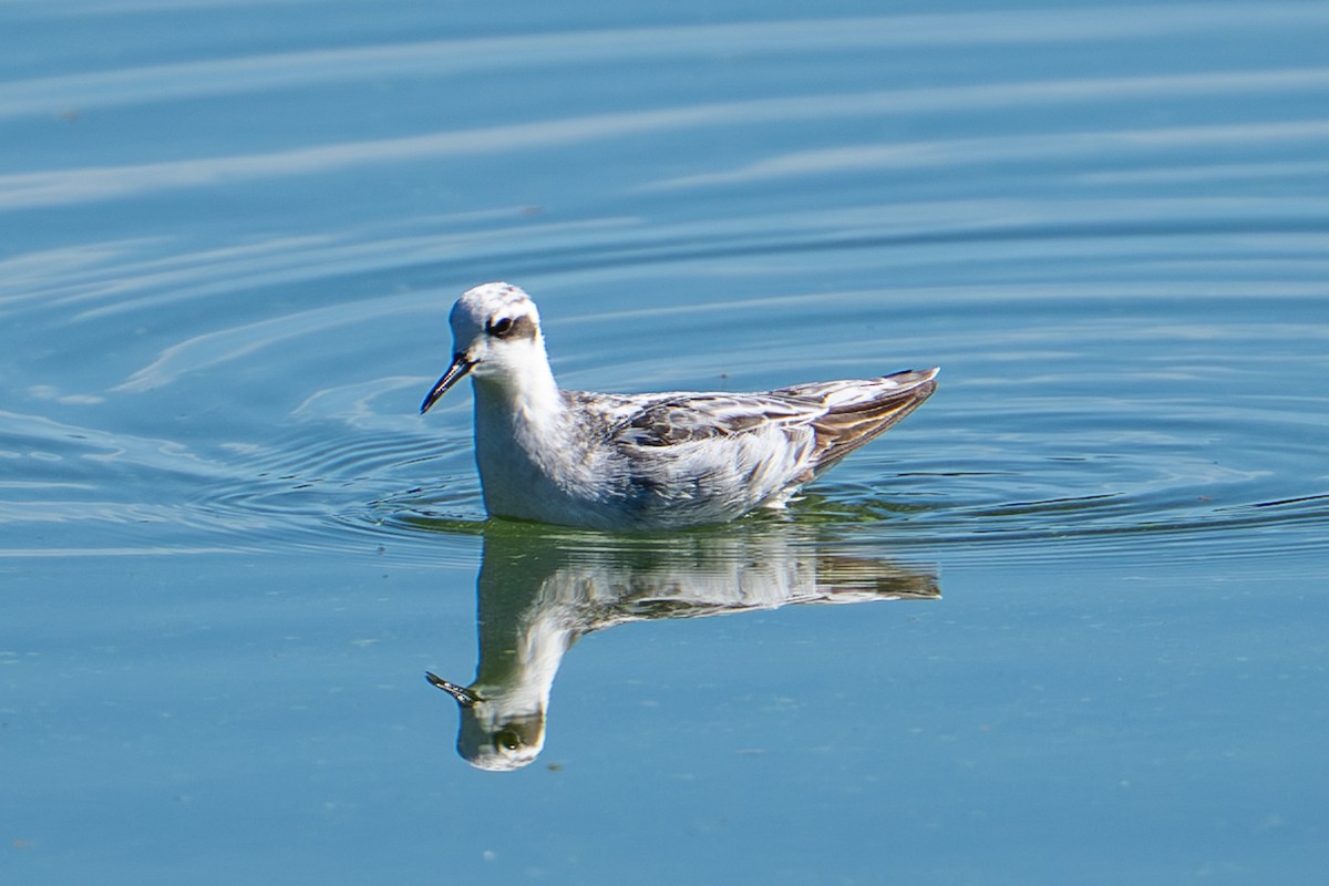 Red-necked Phalarope - ML642078167