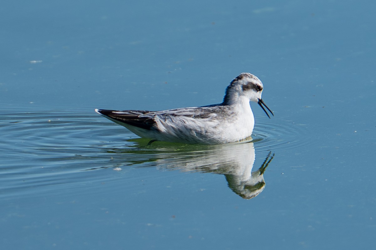 Red-necked Phalarope - ML642078169