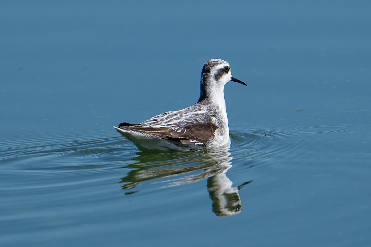 Red-necked Phalarope - ML642078171